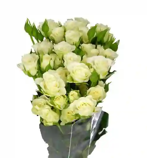 Rosa Spray Blanca En Paquete