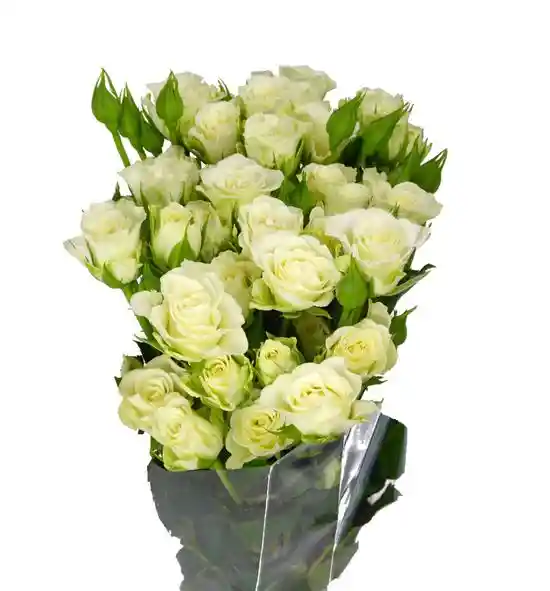 Rosa Spray Blanca En Paquete