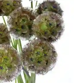 Scabiosa Stellata Paquete