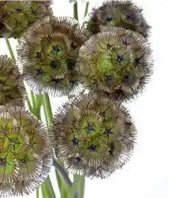 Scabiosa Stellata Paquete