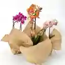 Mini Orquidea Floria
