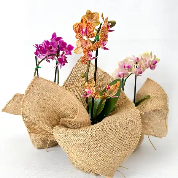 Mini Orquidea Floria