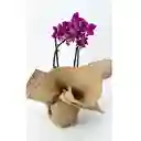 Mini Orquidea Floria