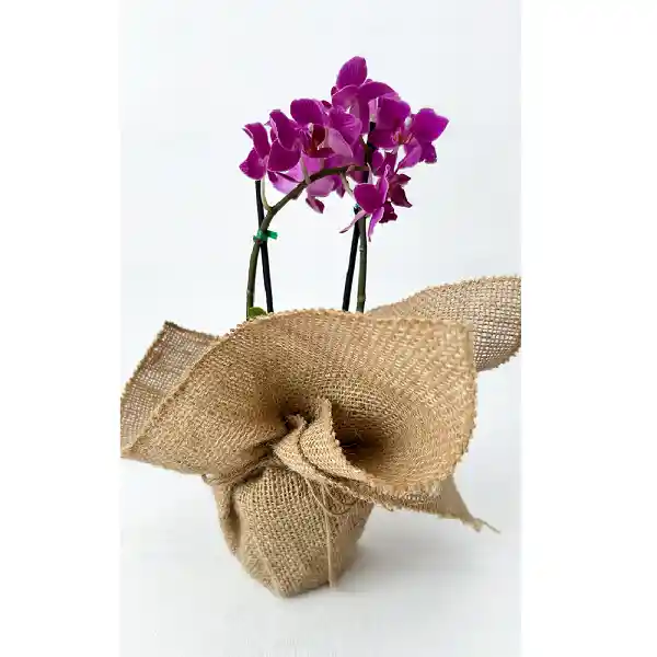 Mini Orquidea Floria