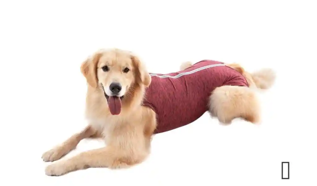Faja Postoperatoria De Recuperacion Para Mascota Talla Xxs (1 A 2kg)