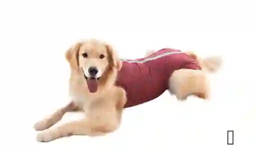 Faja Postoperatoria De Recuperacion Para Mascota Talla Xs (3 A 4kg)
