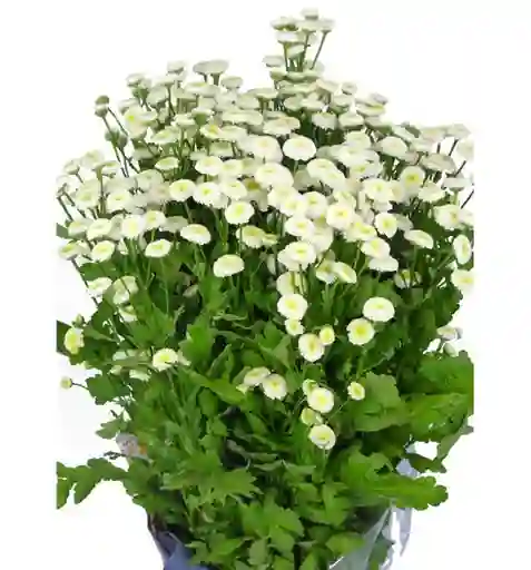 Margarita Boton Tipo Manzanilla Blanca Paquete