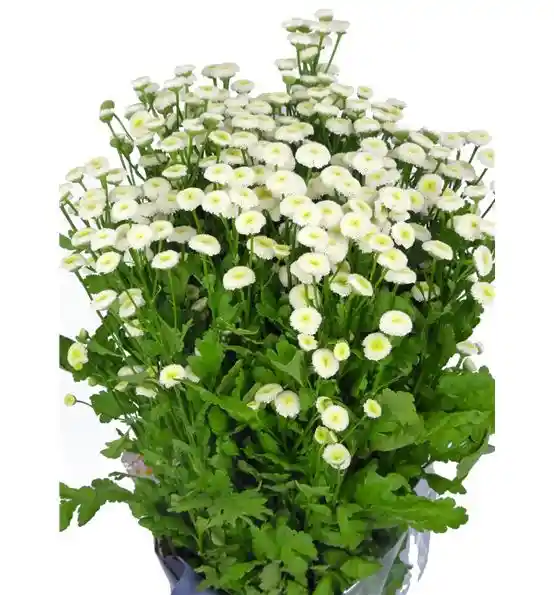 Margarita Boton Tipo Manzanilla Blanca Paquete