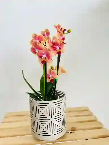 Orquídea Mini Doble Tallo Natural