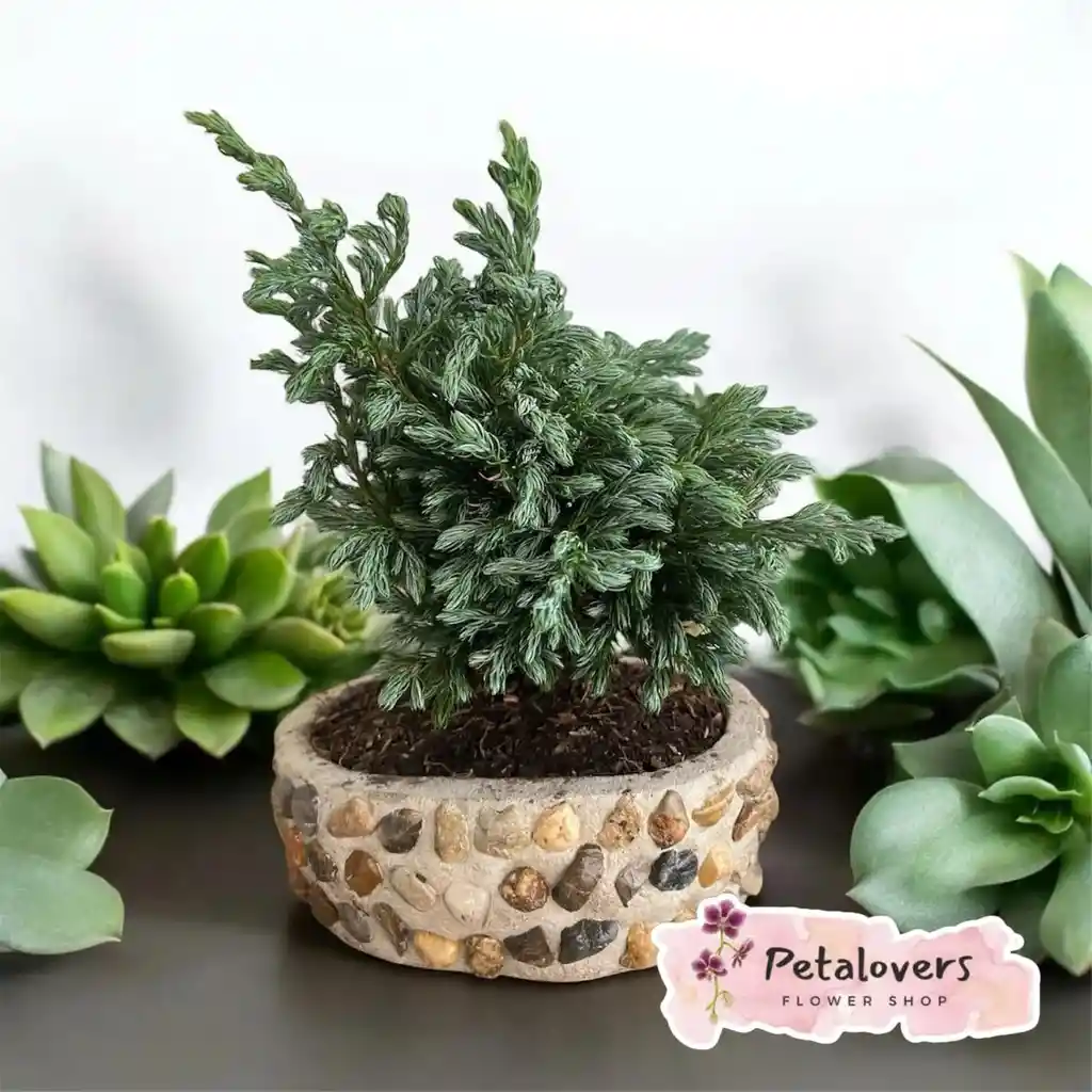 Bonsai Hermoso Petalovers