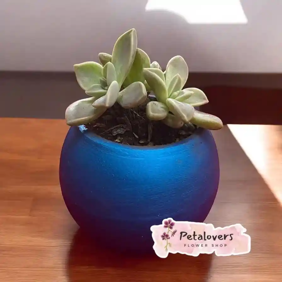 🌱 Mini Suculenta En Maceta Azul 💙
