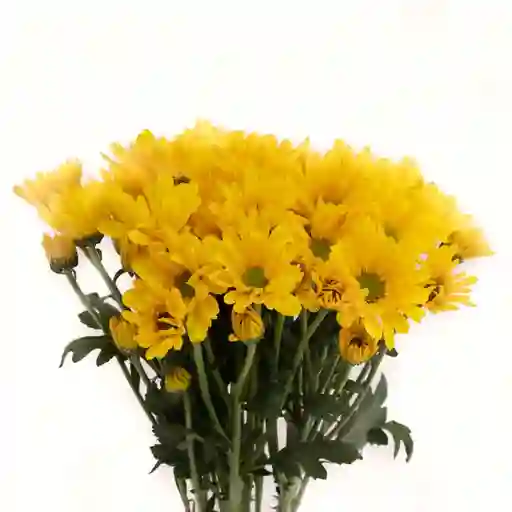 Paquete De Margaritas Amarillas