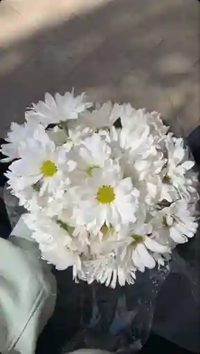 Margaritas Blancas (paquete)