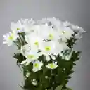 Margaritas Blancas (paquete)