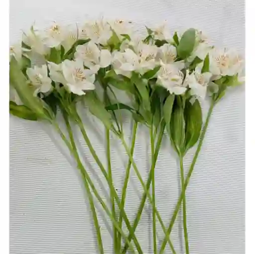Astromelias Blancas X10