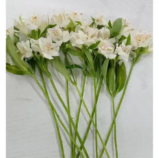Astromelias Blancas X10