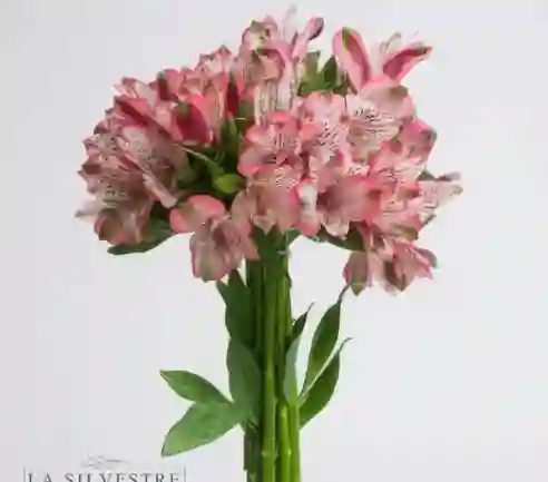 Astromelias Rosadas X10