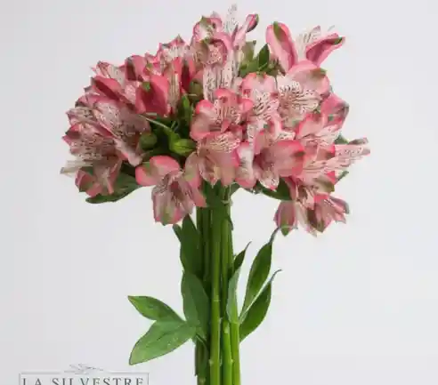Astromelias Rosadas X10