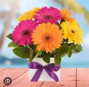 Caja/cuadrada/10 Gerberas