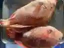Mojarra Entera