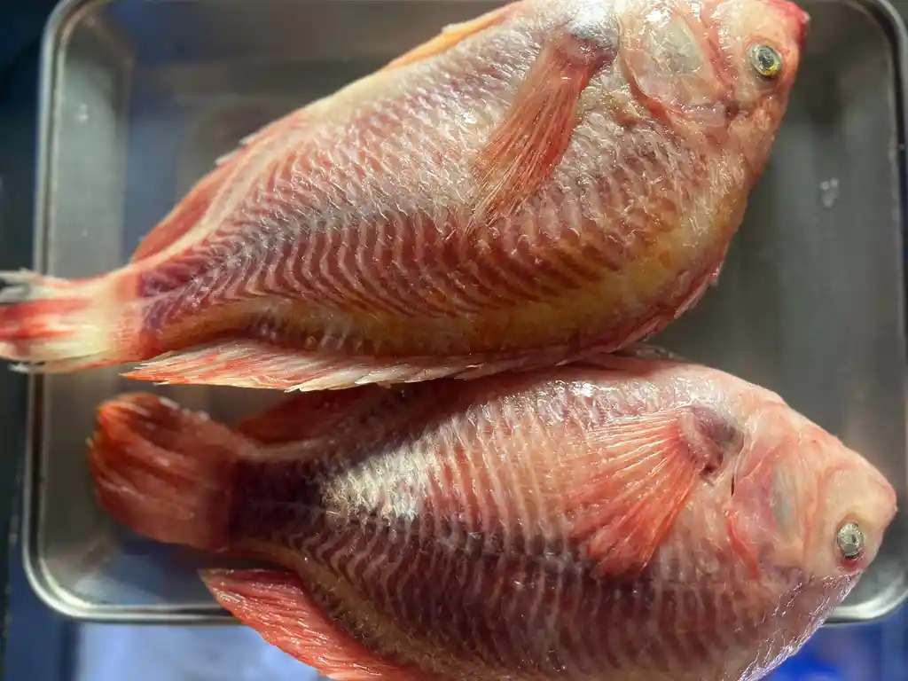 Mojarra Entera