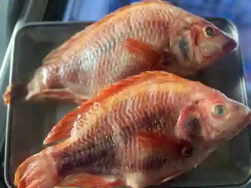 Mojarra Entera