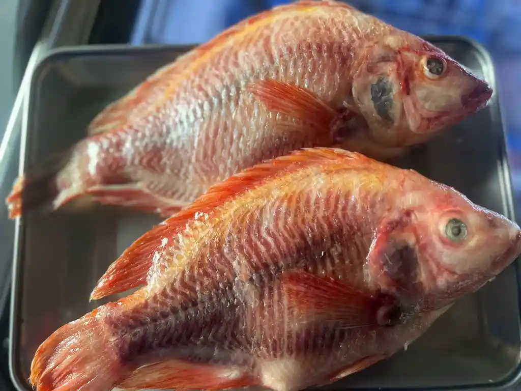 Mojarra Entera