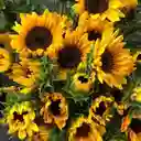 Girasol