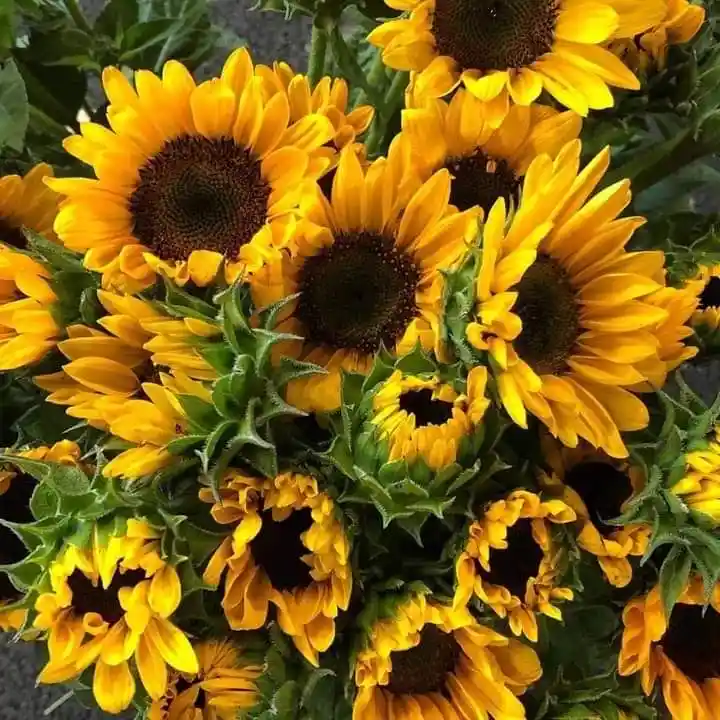 Girasol