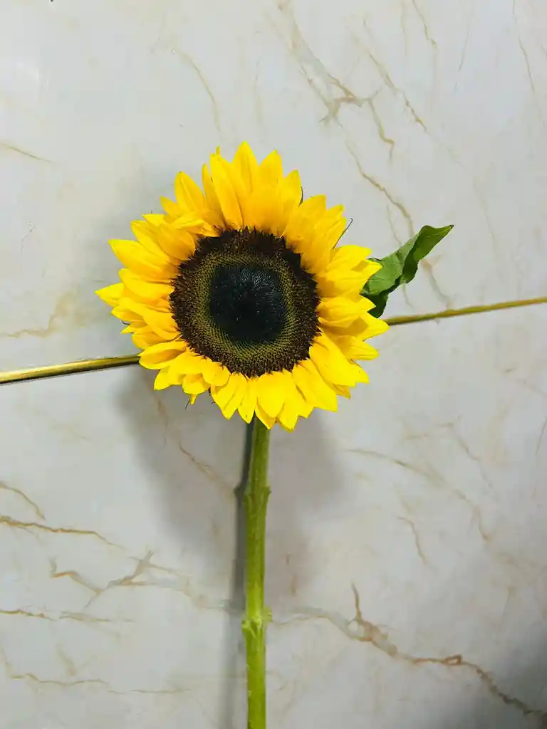 Girasol