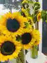 Girasol
