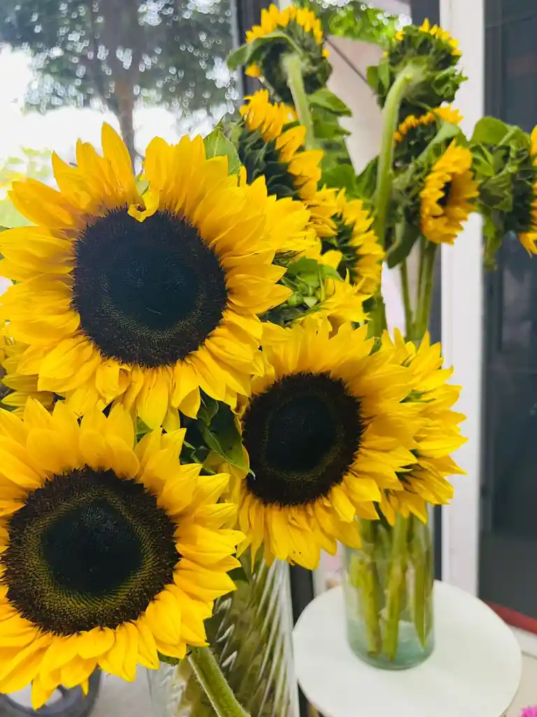 Girasol