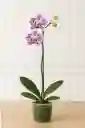 Orquidea Blanca Con Manchas Purpura 1 Vara Floral
