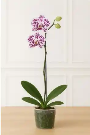 Orquidea Blanca Con Manchas Purpura 1 Vara Floral