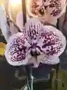 Orquidea Blanca Con Manchas Purpura 1 Vara Floral