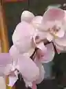 Orquidea Rosa Palido 1 Vara Floral
