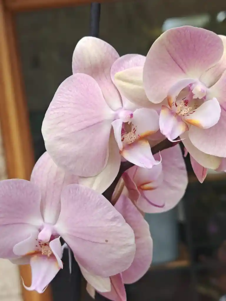 Orquidea Rosa Palido 1 Vara Floral
