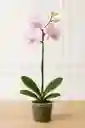 Orquidea Rosa Palido 1 Vara Floral