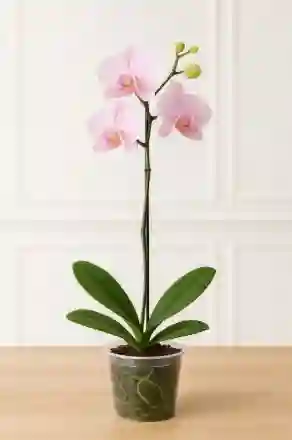 Orquidea Rosa Palido 1 Vara Floral