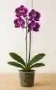 Orquidea Morada Con Pecas Blancas 2 Varas Florales