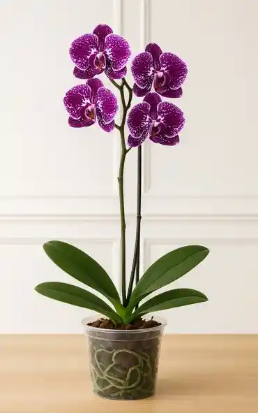 Orquidea Morada Con Pecas Blancas 2 Varas Florales