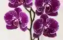 Orquidea Morada Con Pecas Blancas 2 Varas Florales