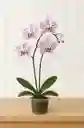 Orquidea Blanca Con Manchas Lila 2 Varas Florales