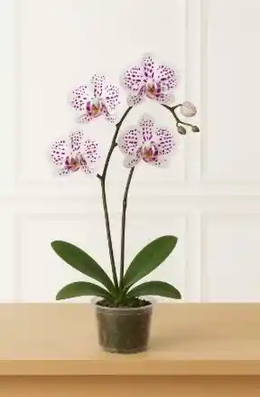 Orquidea Blanca Con Manchas Lila 2 Varas Florales