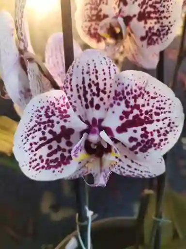 Orquidea Blanca Con Manchas Lila 2 Varas Florales