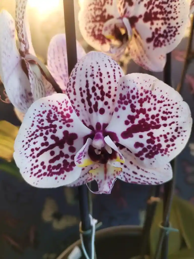 Orquidea Blanca Con Manchas Lila 2 Varas Florales