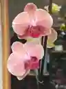 Orquidea Cereza 2 Varas Florales