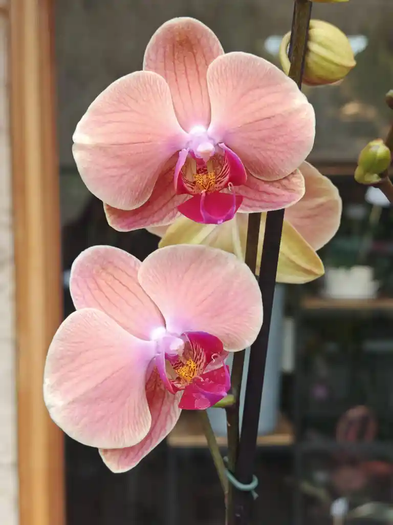 Orquidea Cereza 2 Varas Florales