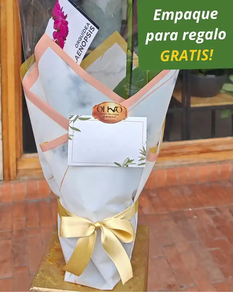 Orquidea Cereza 2 Varas Florales