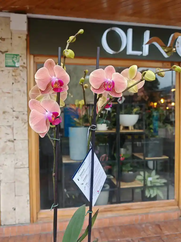 Orquidea Cereza 2 Varas Florales